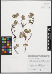 Foto von Salix reticulata L.